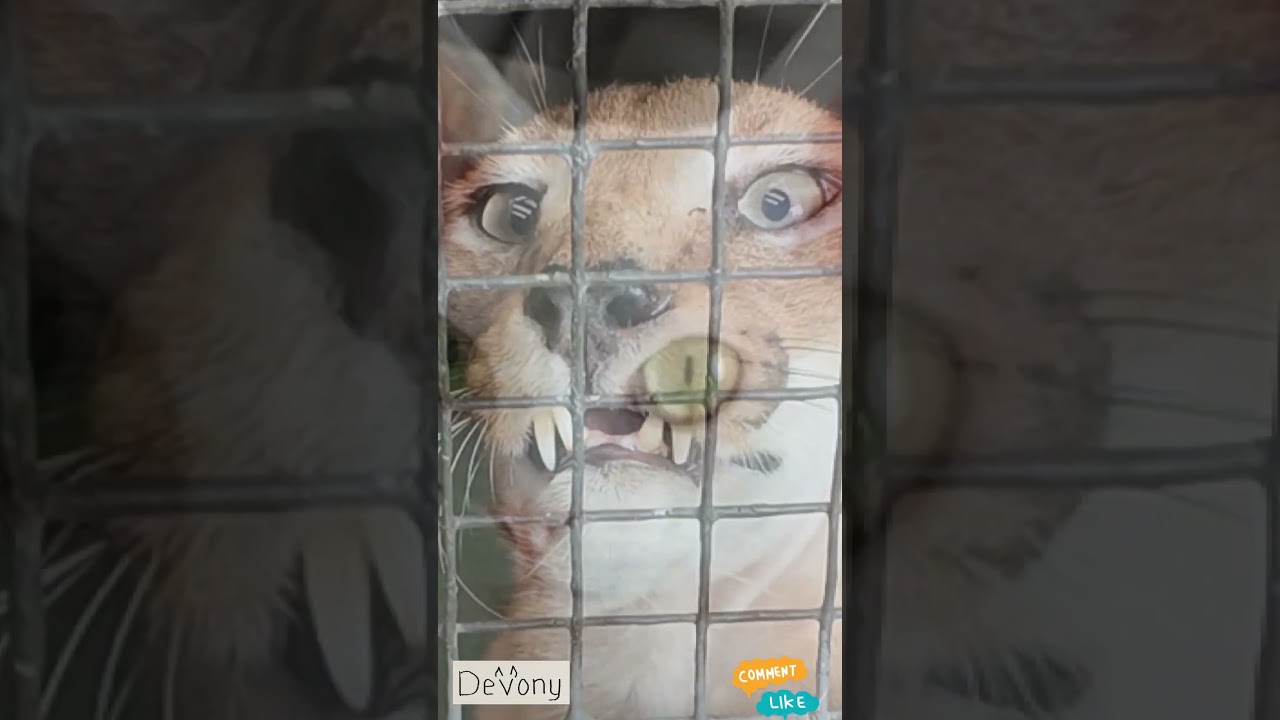 #devonrex #cat #pets #catlover #socialmedia #shortsvideo #catshorts #funnycats #catvideos #shorts