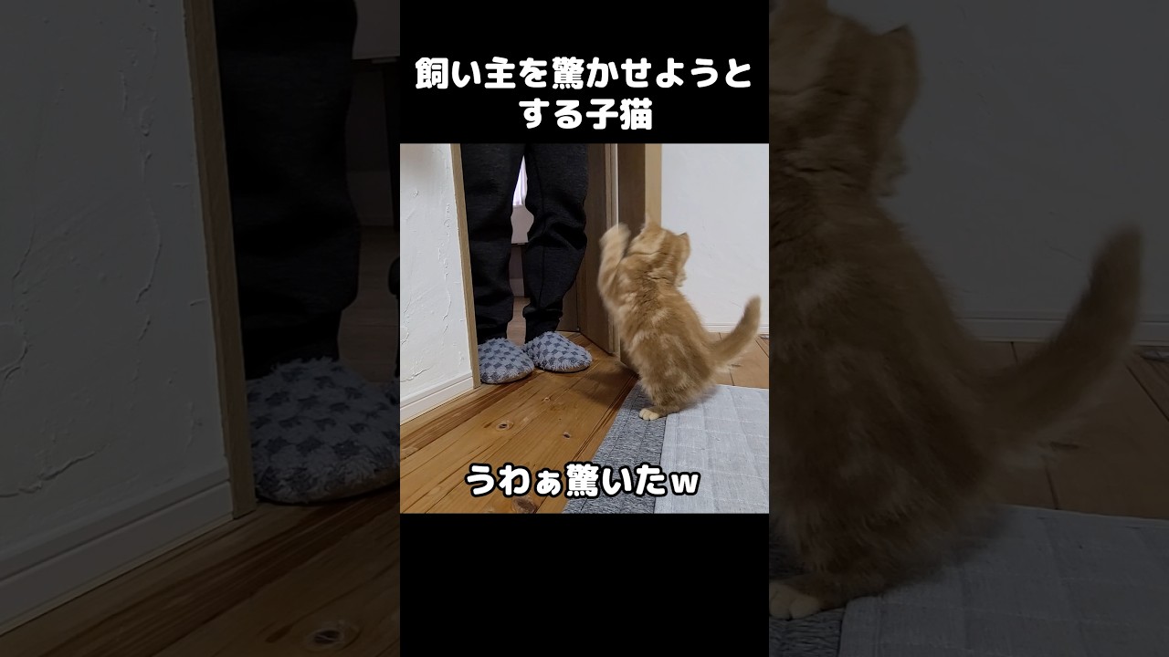 飼い主を驚かせようとする子猫がかわいい...#shorts