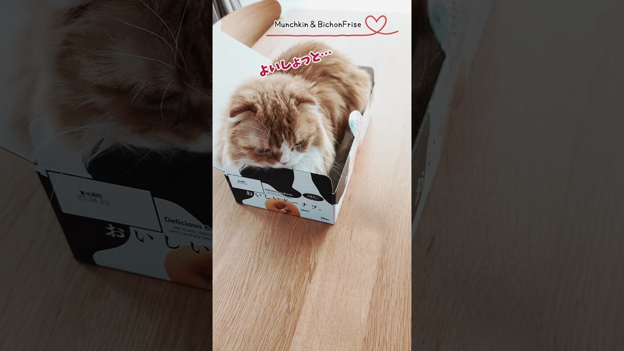 【マンチカン】予想通り秒で入る女王猫 【犬と猫、両方飼ってると毎日かわいい♥】