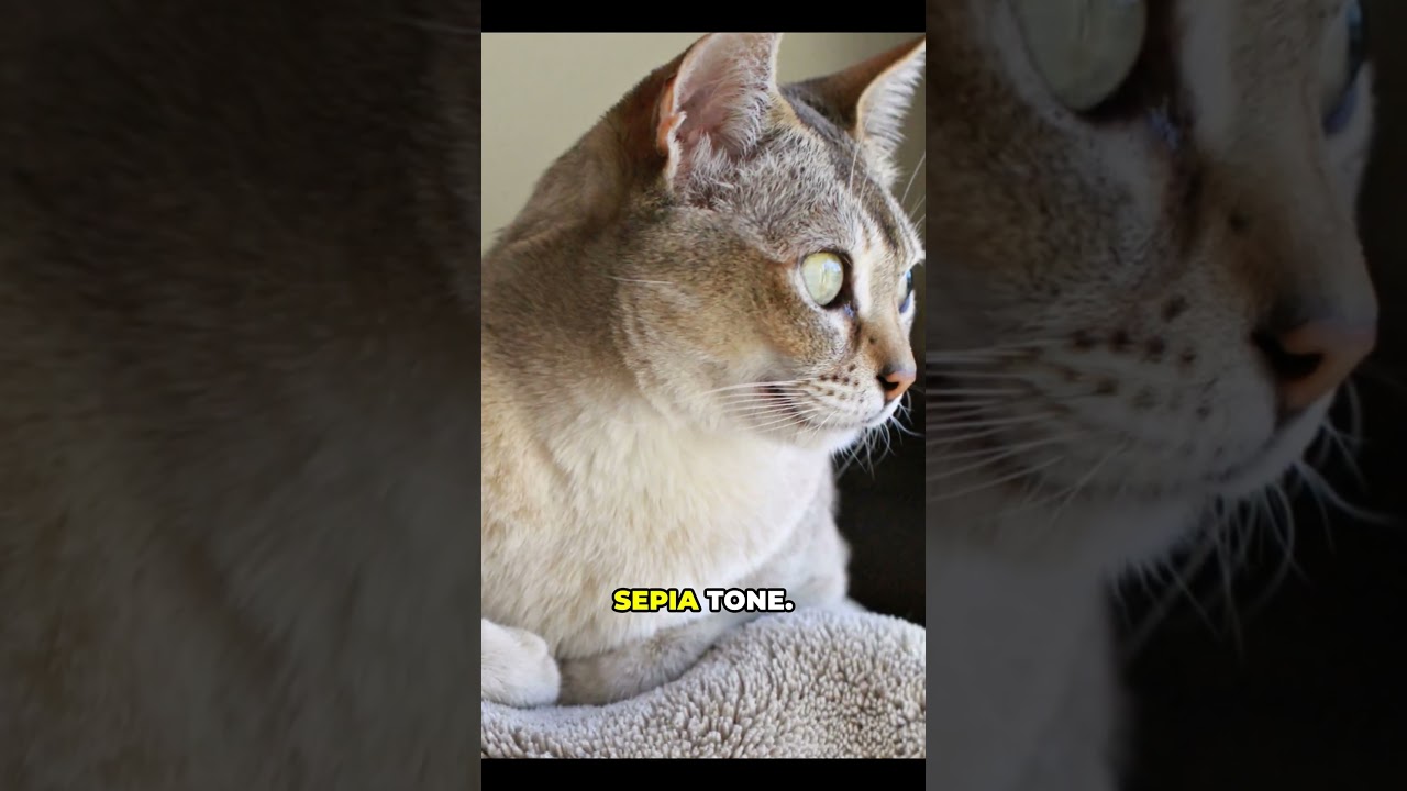 Meet the Adorable Singapura Cat! 🐱💖  #facts #bitesize #cats #shorts