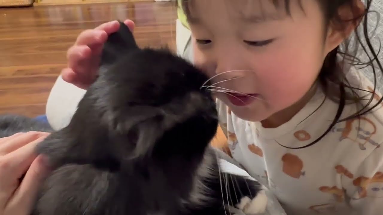 撫でられ場所に来る猫　ラガマフィン　サイベリアンA cat that comes to a place where it is easy to be petted. Ragamuffin.
