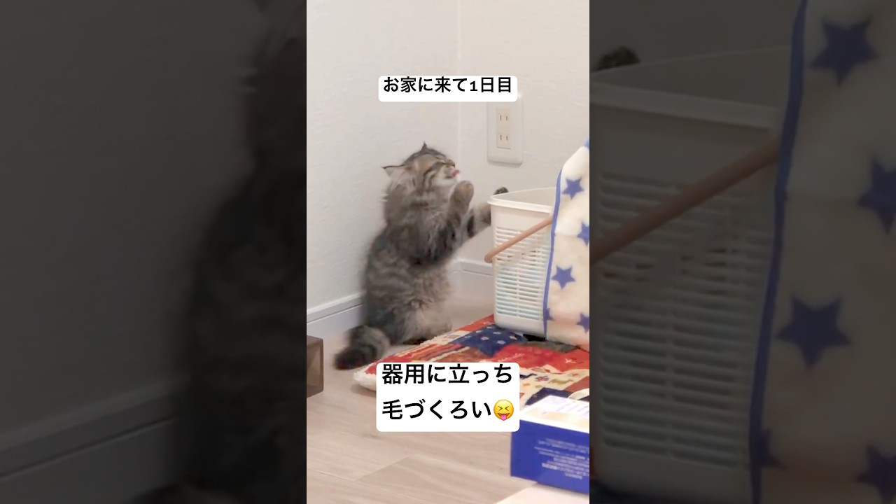 壁ドン毛づくろい子猫ちゃん #猫 #サイベリアン #子猫