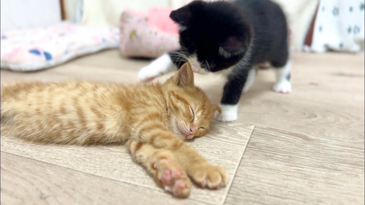 そろそろ起きて！と遊びに誘う子猫【お祭り兄弟日記#9】Time to get up! Kitten invites kitten to play.