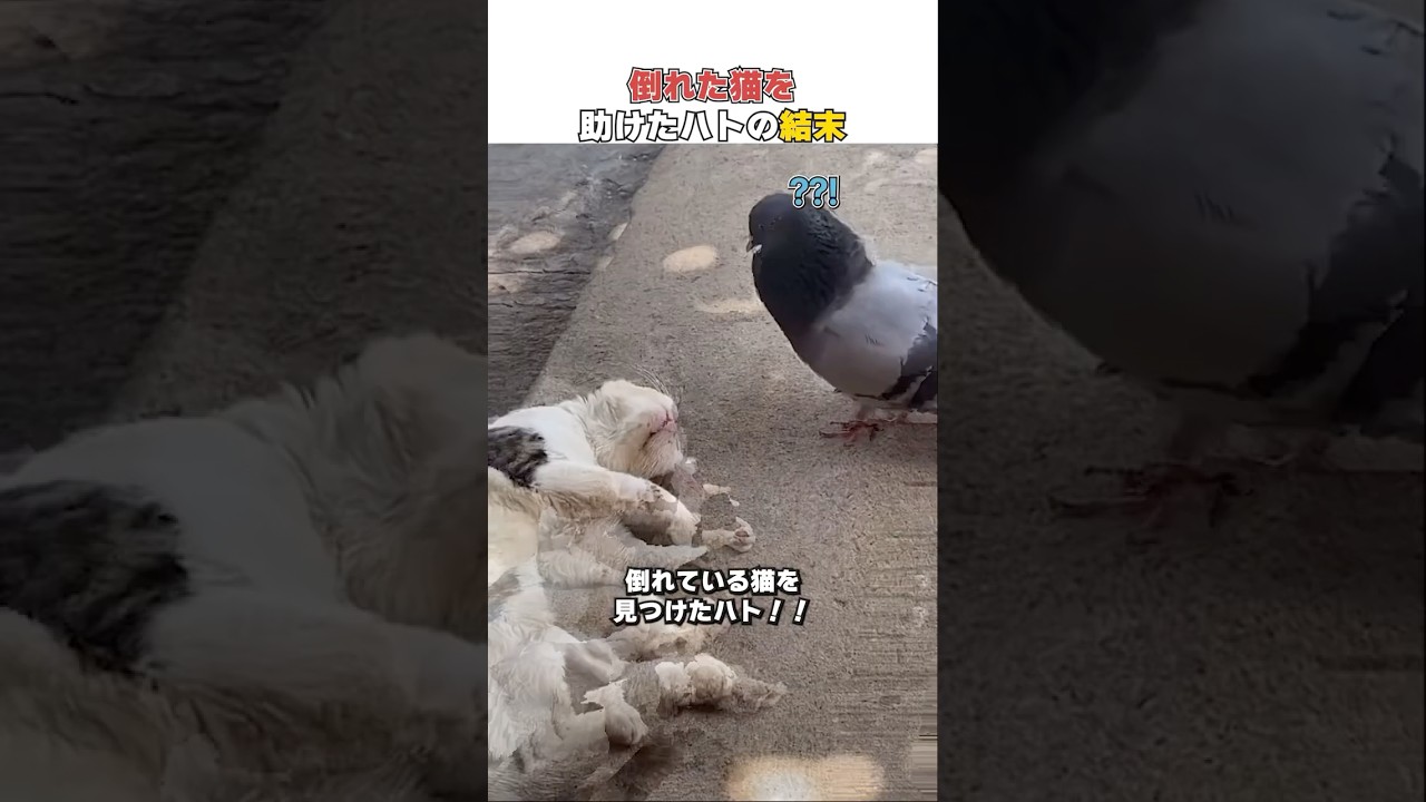 倒れた猫を助けたハトの結末