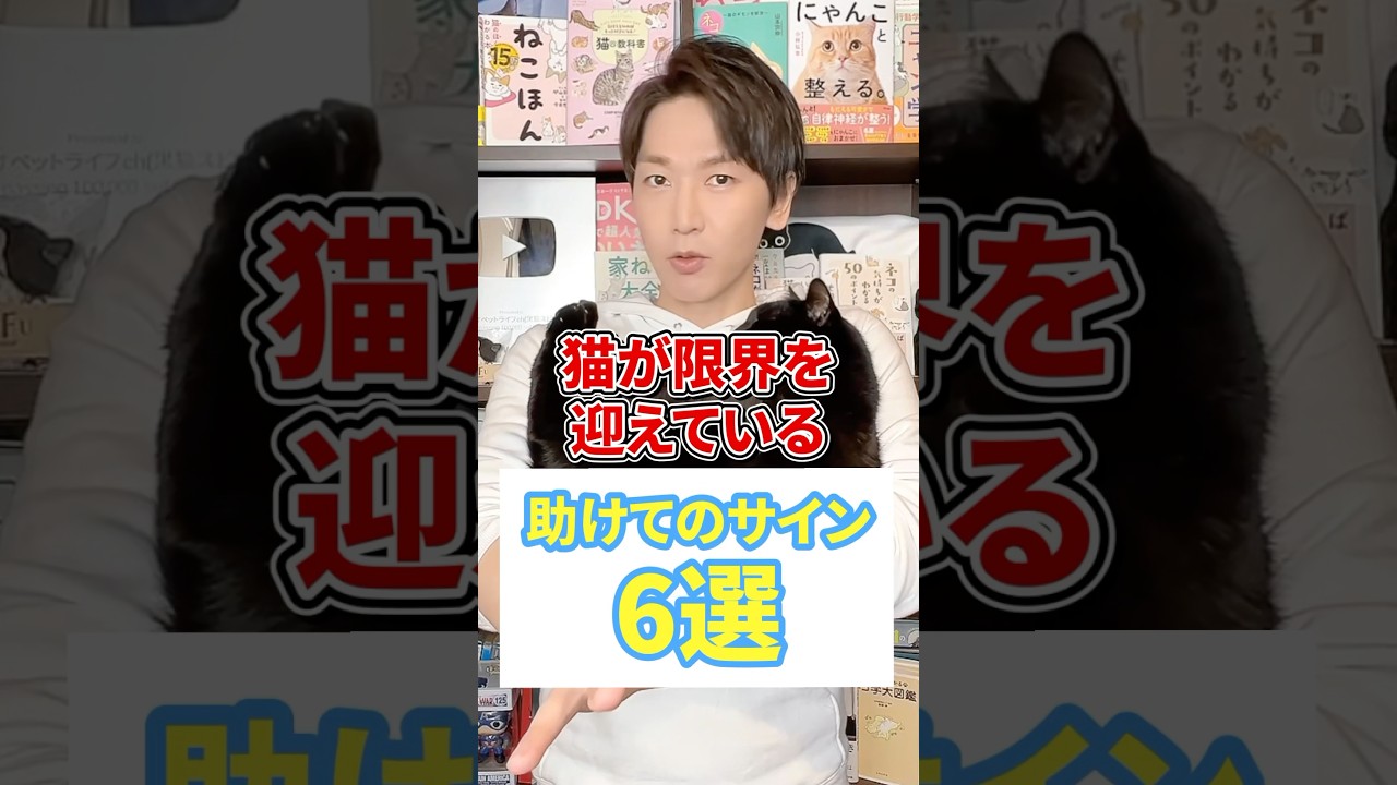 猫が限界を迎えている助けてのサイン６選 #猫 #猫のいる暮らし #ねこ