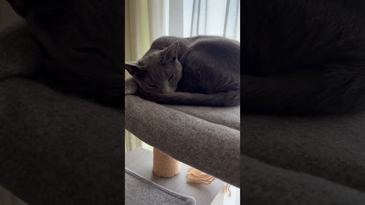2階の住人と3階の住人 #ロシアンブルー #ソマリ #猫のいる暮らし