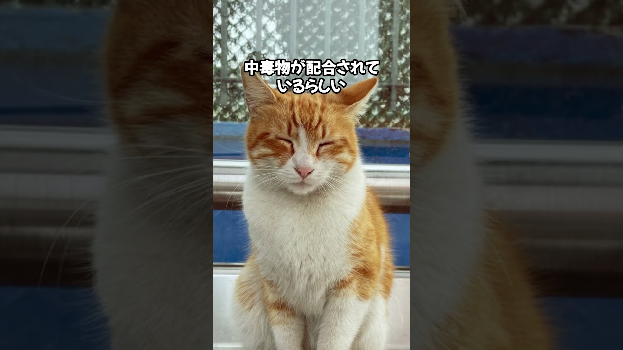 そんな物があったなんて・・・😳！ #cat #ねこのいる生活 #ねこのいる幸せ #ねこ好きさんと繋がりたい #ねこ大好き #猫動画