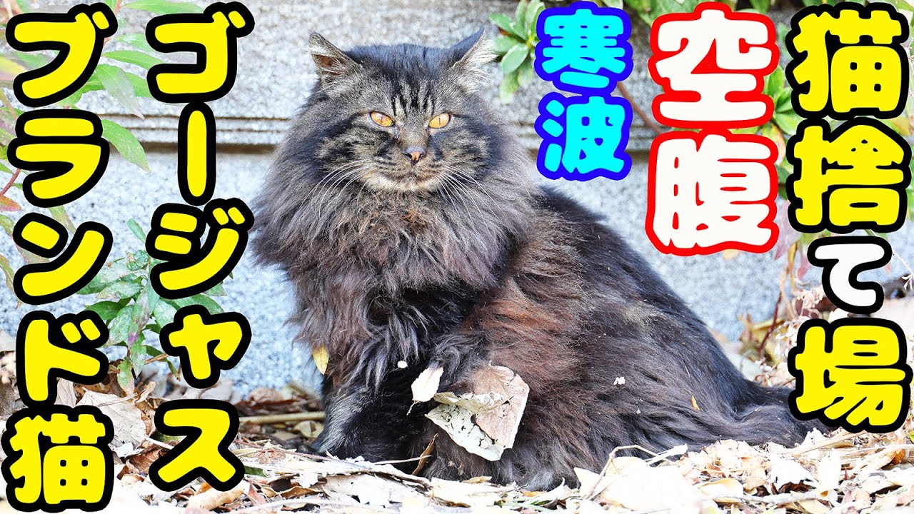 捨てられたゴージャスなブランド猫にご飯をあげたら・・・