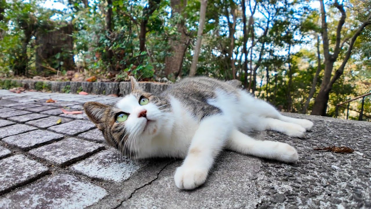 海辺の神社で猫に境内の裏を案内して貰った