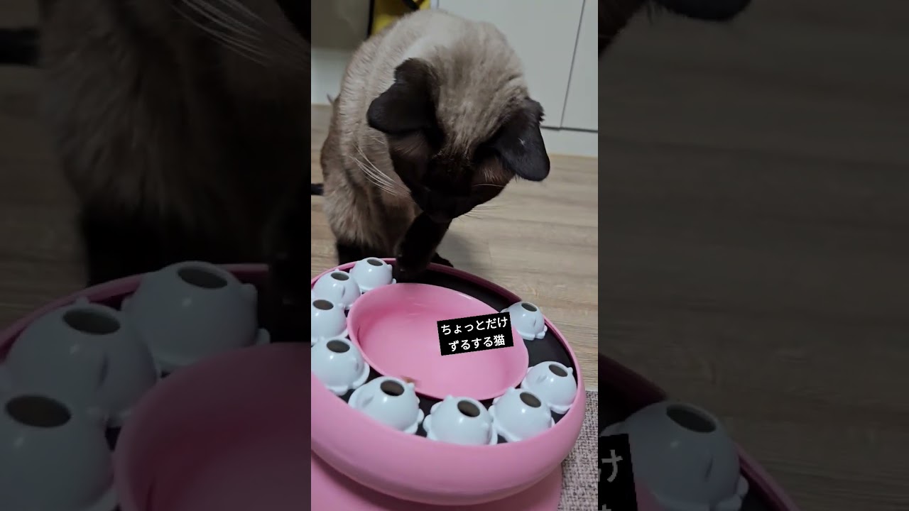 ちょっとずるするけど賢い猫さんです。 #シャム猫ひおろ #cat
