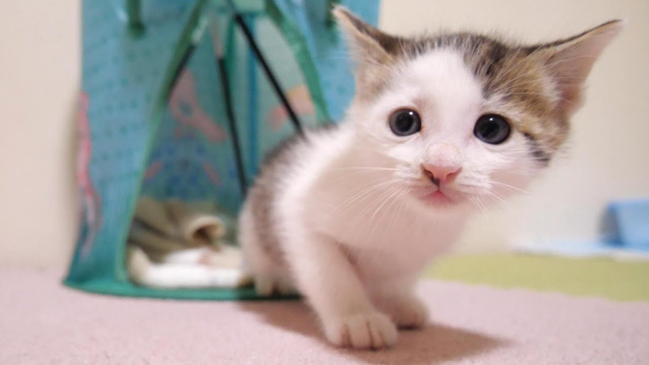 ニャーニャー隊の鳴き声に気づいた子猫がご飯の時間かもしれないと先輩ニャーニャー隊を探す！？【赤ちゃん猫　保護猫】