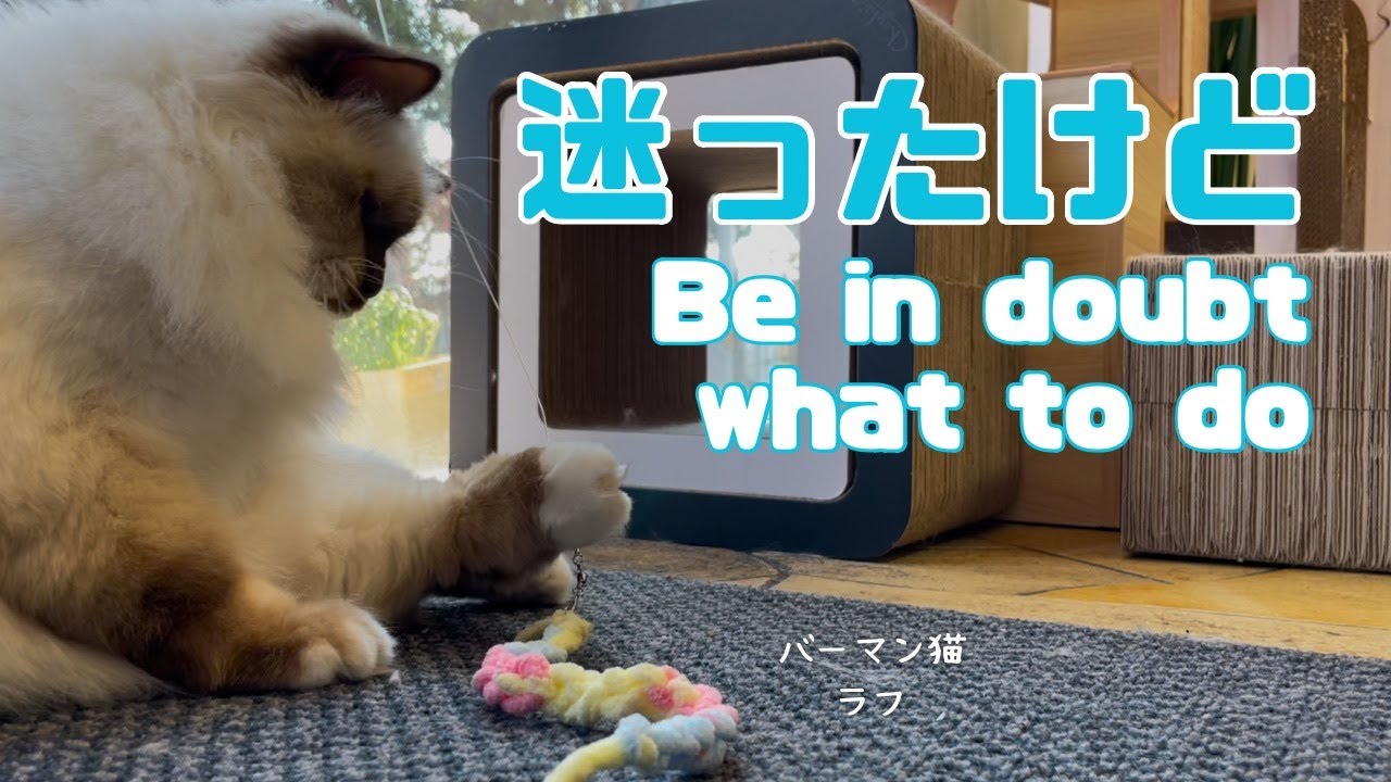 バーマン猫ラフ【迷ったけど】Be in doubt what to do（バーマン猫）Birman/Cat