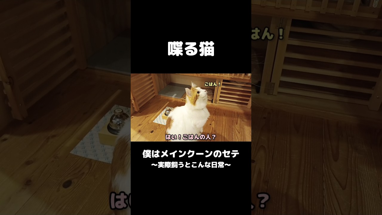 最近犬みたいになってきた #メインクーン #猫のいる暮らし #mainecoon #cat