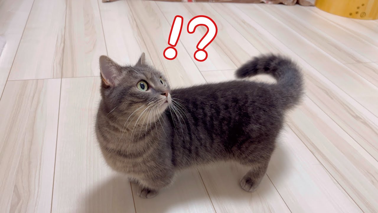 ご飯をよそう音に気づいてしまった猫はこうなります(笑)