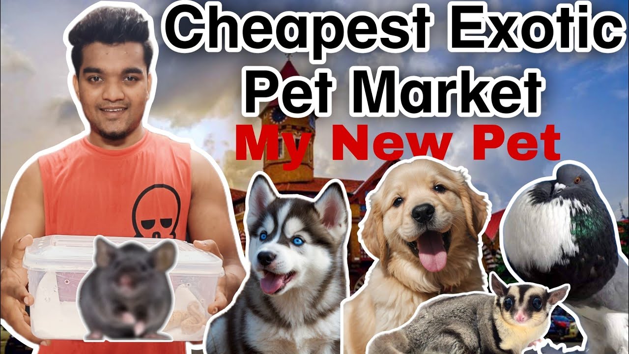 Mumbai Cheapest Exotic Pet Market Crawford Market | MY NEW PETS | SURPRISE 🫢😁..
