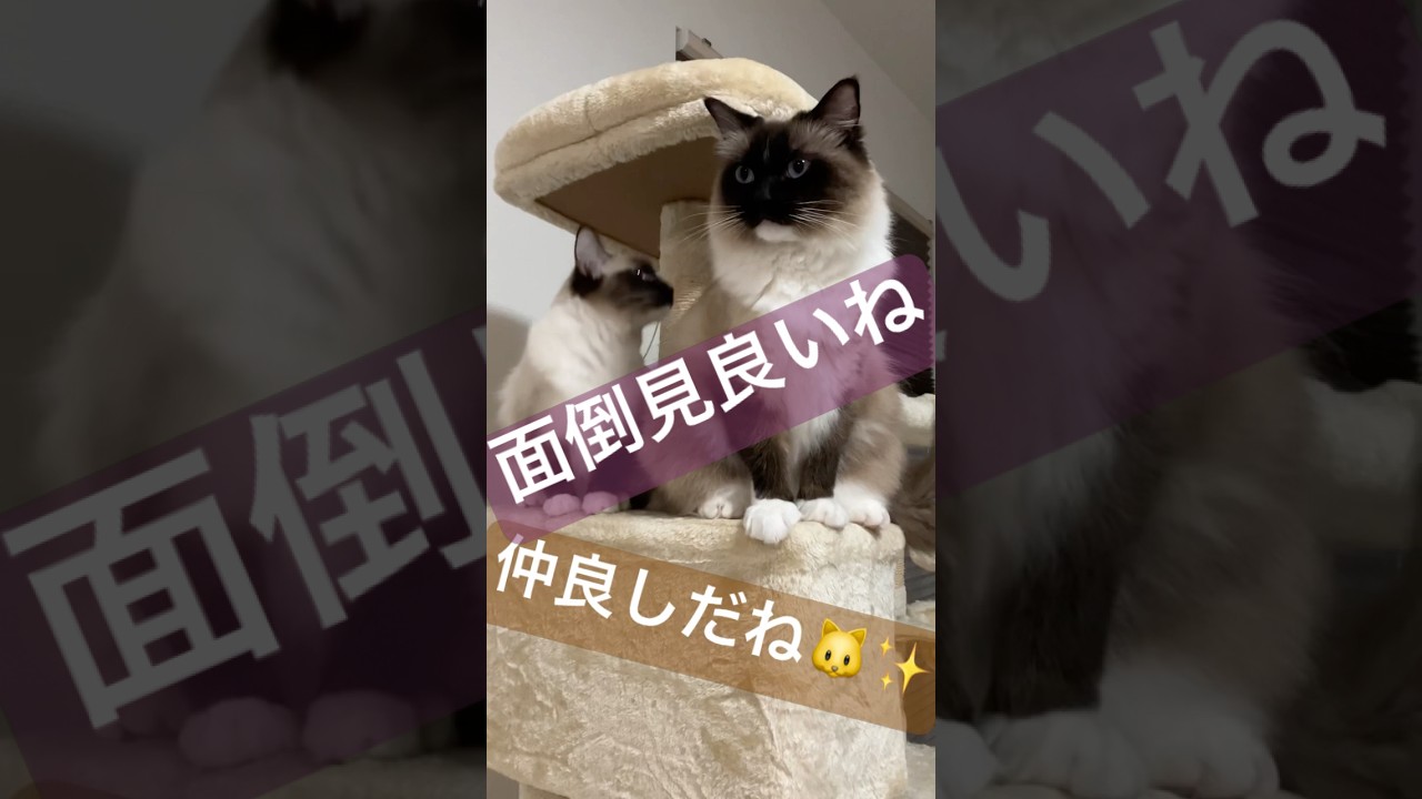 面倒見が良い先輩ラグドール #yoasobi #cover #oshinoko #猫のいる暮らし #ラグドール #ragdoll #cat #ragdollkittens #先住猫