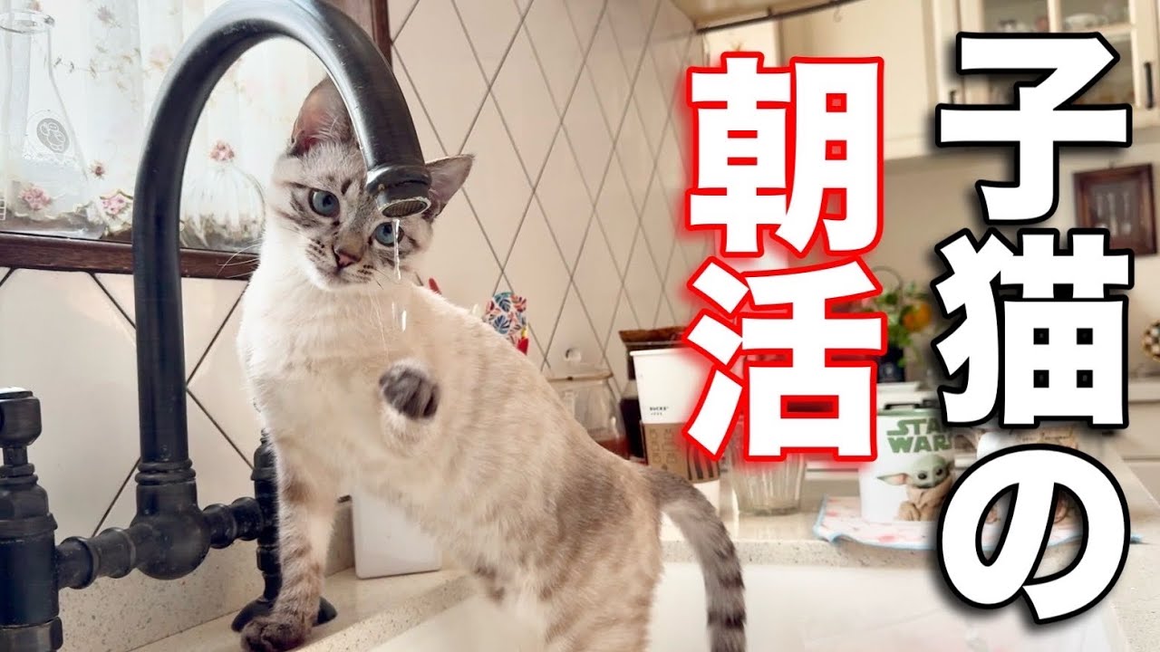 寒い日の子猫のモーニングルーティン 「ジルベール成長記」