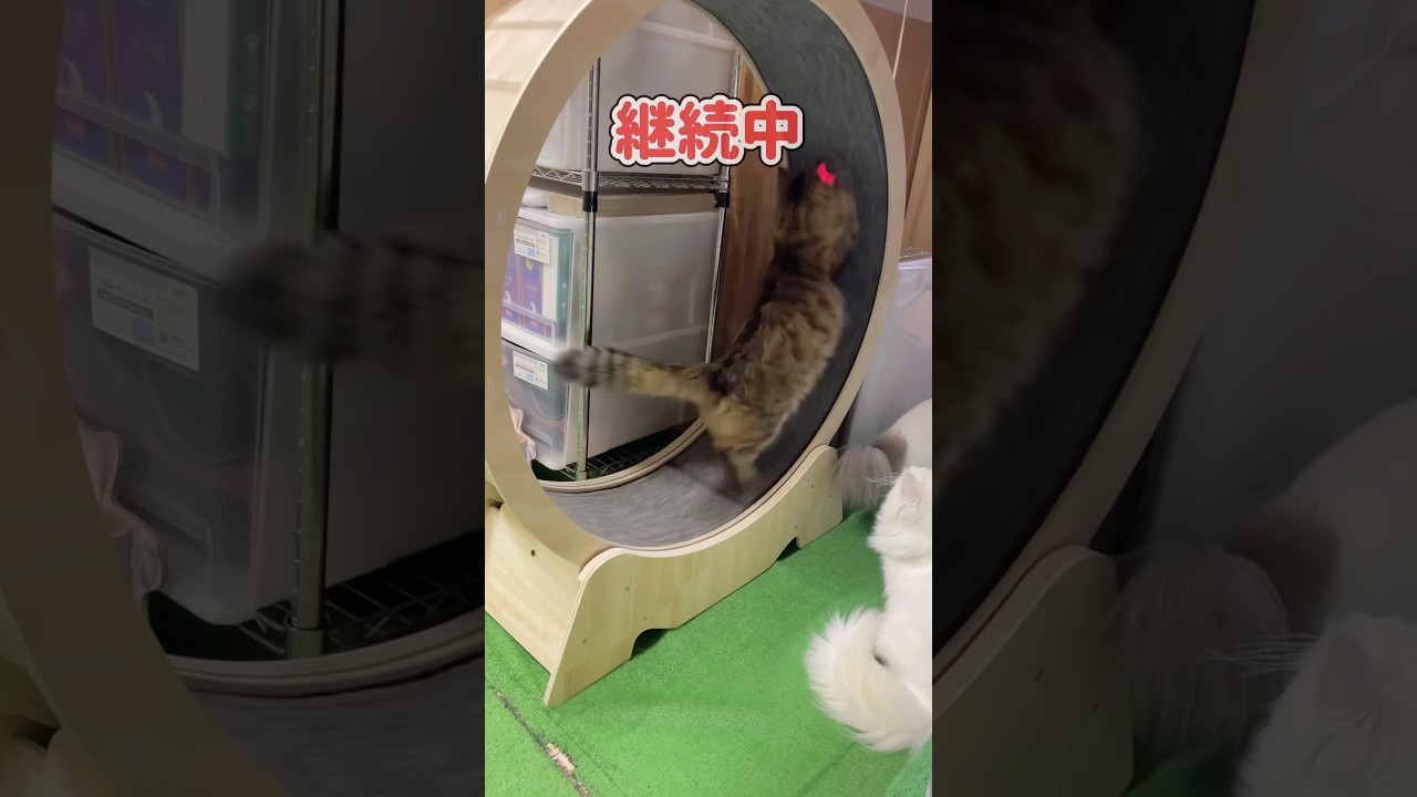 キャットホイール練習継続中#short #サイベリアン #メインクーン