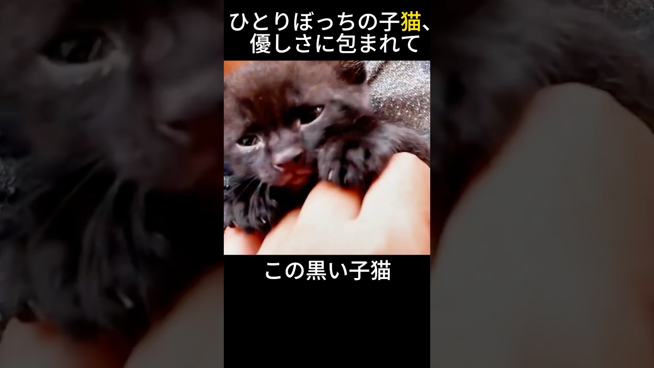 ひとりぼっちの子猫、優しさに包まれて