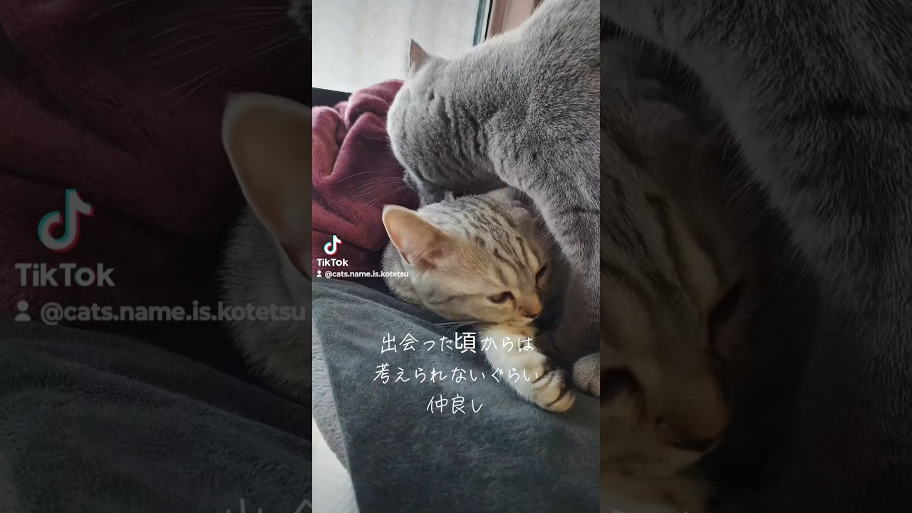 仲良し2匹