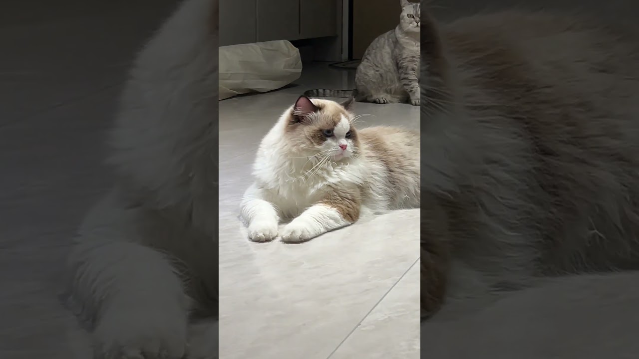 Cute kitten | Adorable kitten | Cute Cat | Baby cat | Tiny kitten | Fluffy fur | Big kitten eyes
