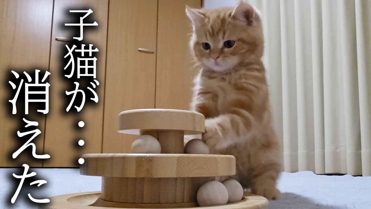 帰宅したら子猫が部屋にいないんですが...