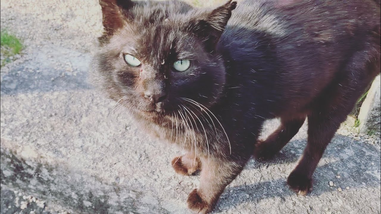 7年間ボス猫として生きてきた野良猫を保護したら