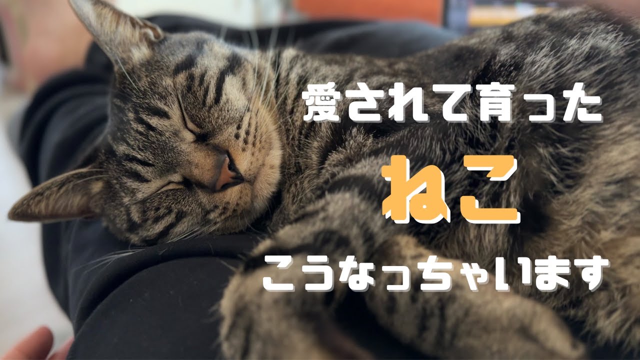 愛されて育った猫はこうなります…笑
