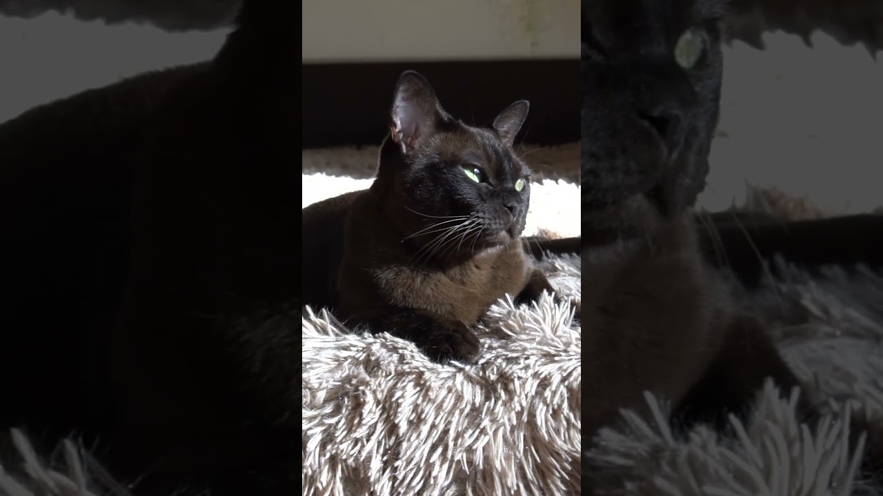 Ума #cat #котик #животные # европейская бурма