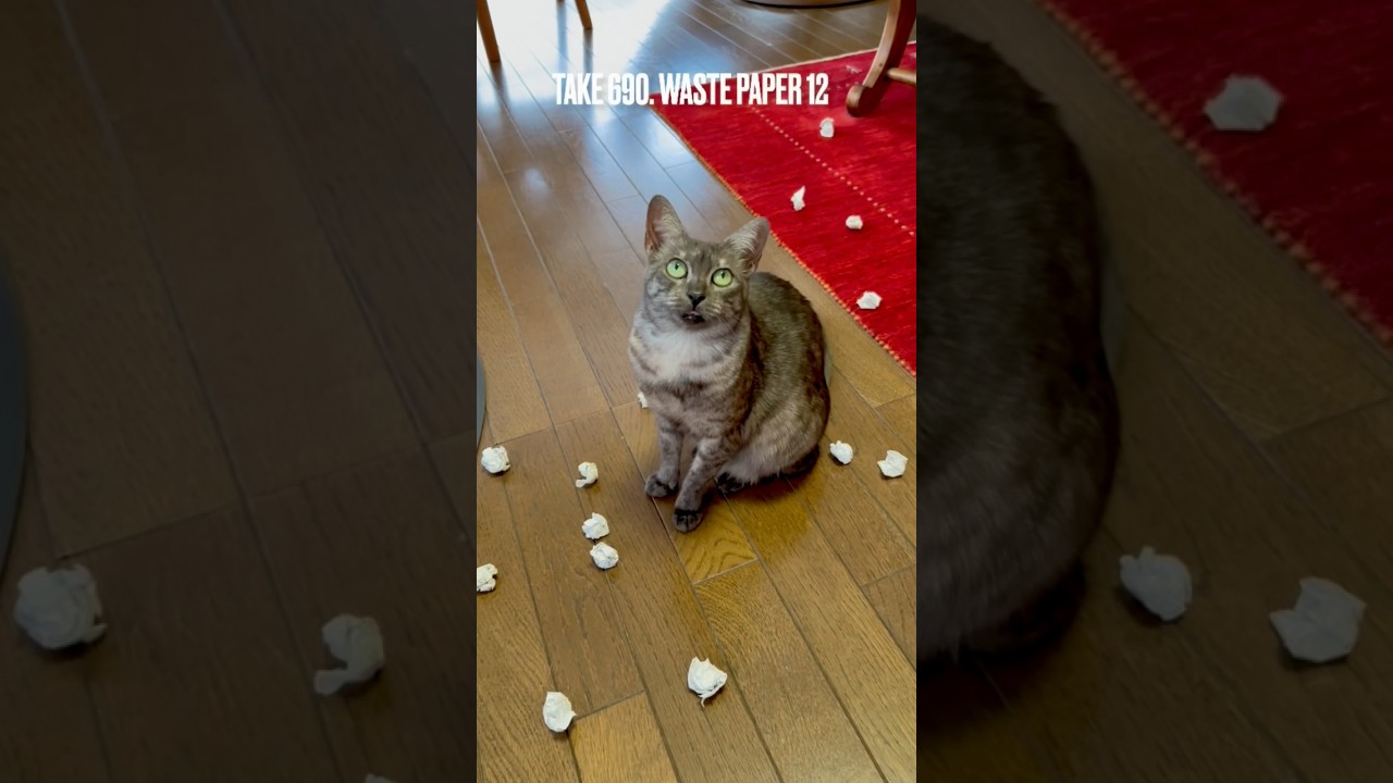 #紙屑 遊び大好きだけど、こんなにたくさん出されても困っちゃうにゃ‼️#wastepaper #猫玩具 #遊ぶ猫 #egyptianmaucat #エジプシャンマウの仲間たち #shorts