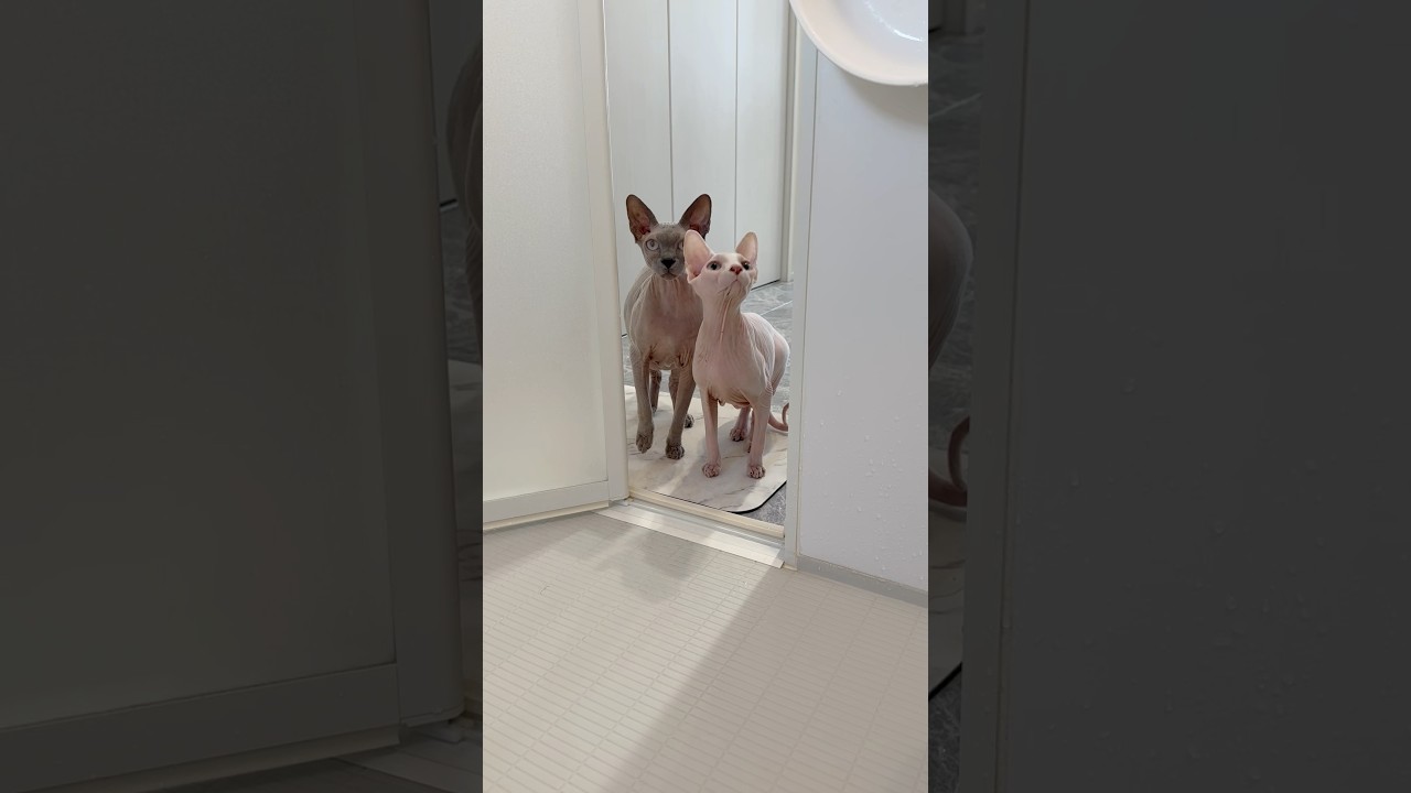 お風呂が気になる毛のない猫たち【スフィンクス】
