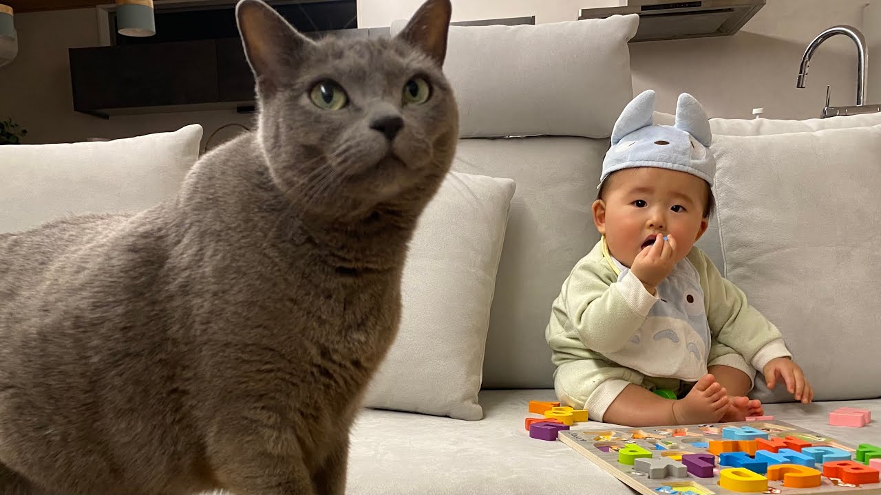 赤ちゃんの子守りをする姉猫ロシアンブルー💕✨