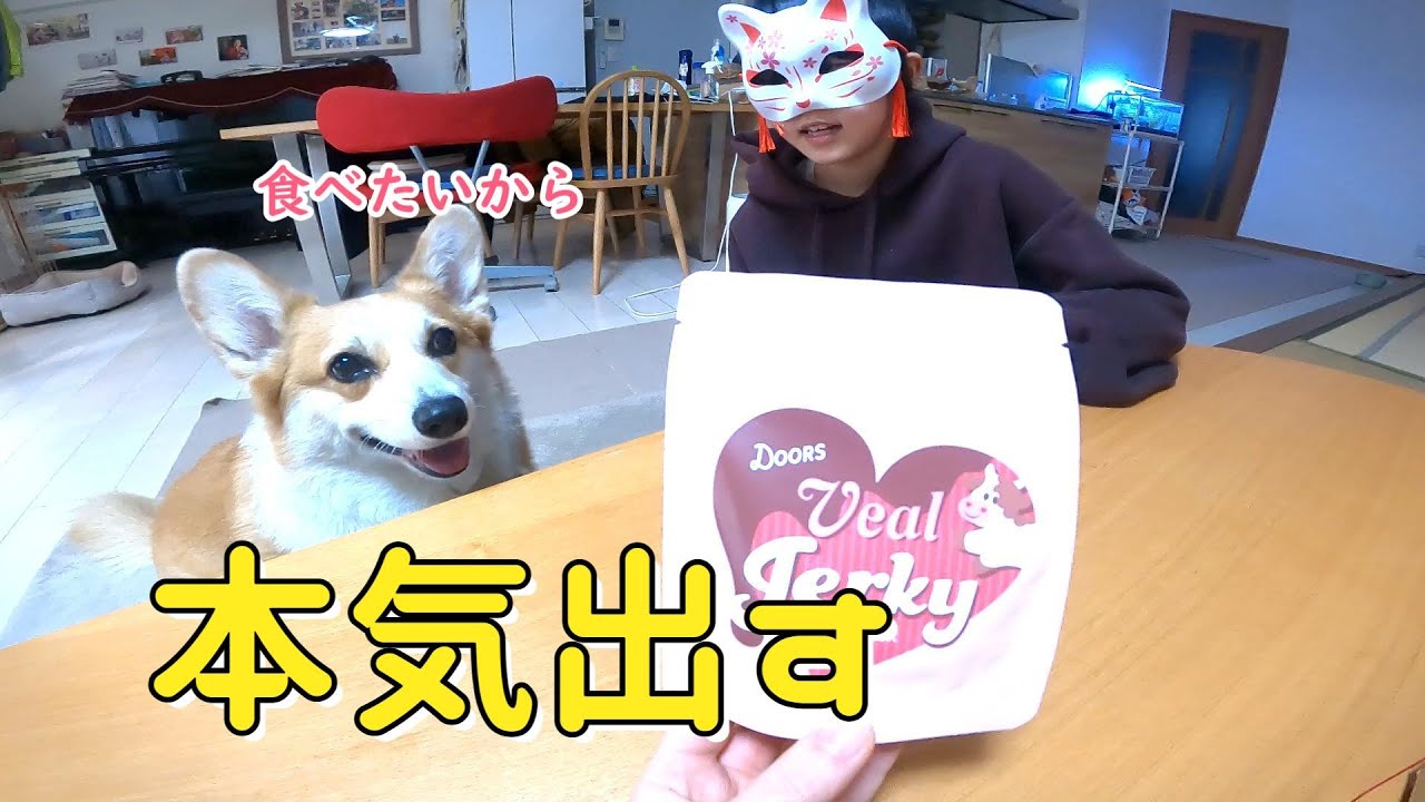 大好きなドギボを前に本気のこんにちは！するコーギー