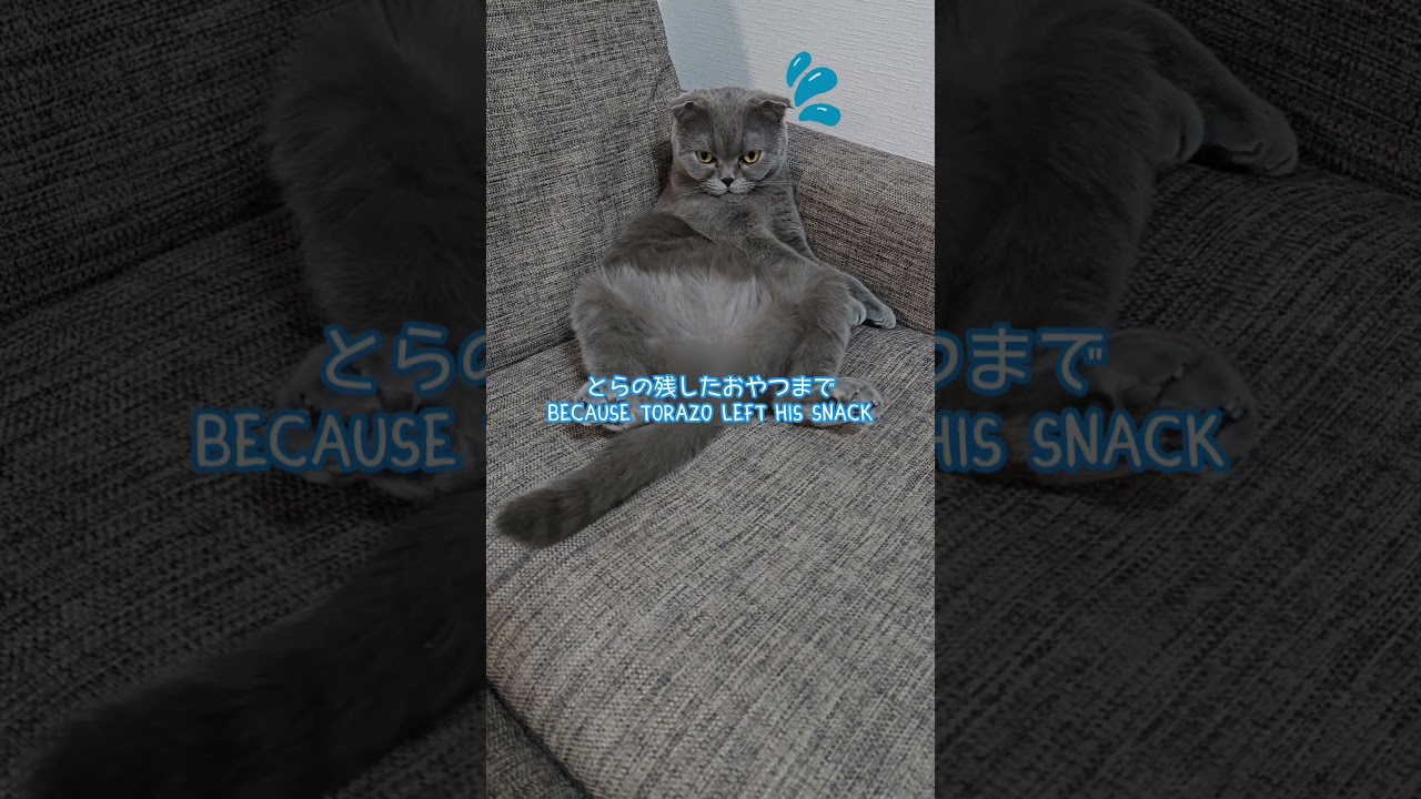 食べ過ぎちゃった ate too much #猫 #ねこ #ネコ #猫のいる暮らし #cat #cats #スコティッシュフォールド #shorts #short