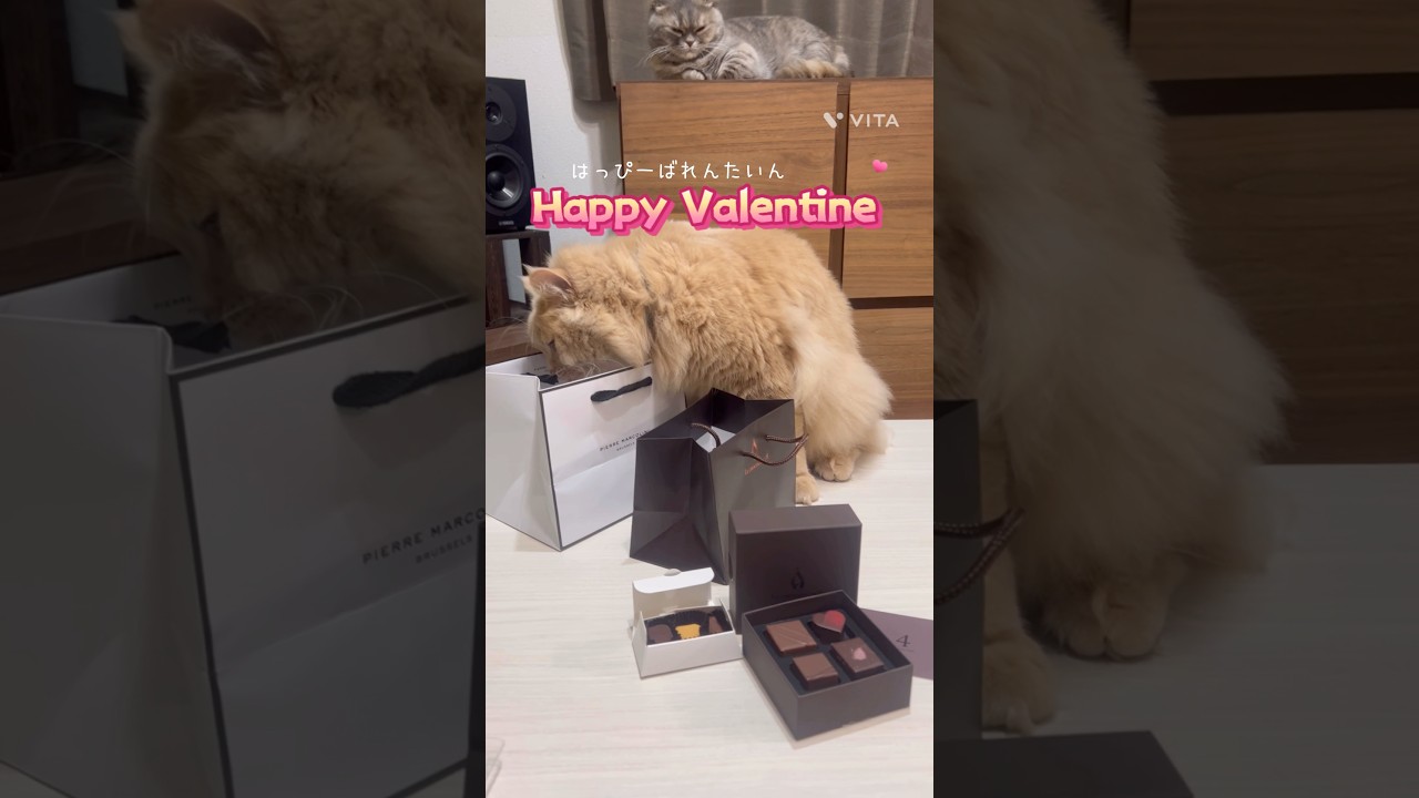 「バレンタインと猫」 #猫 #マンチカン #ミヌエット #バレンタイン