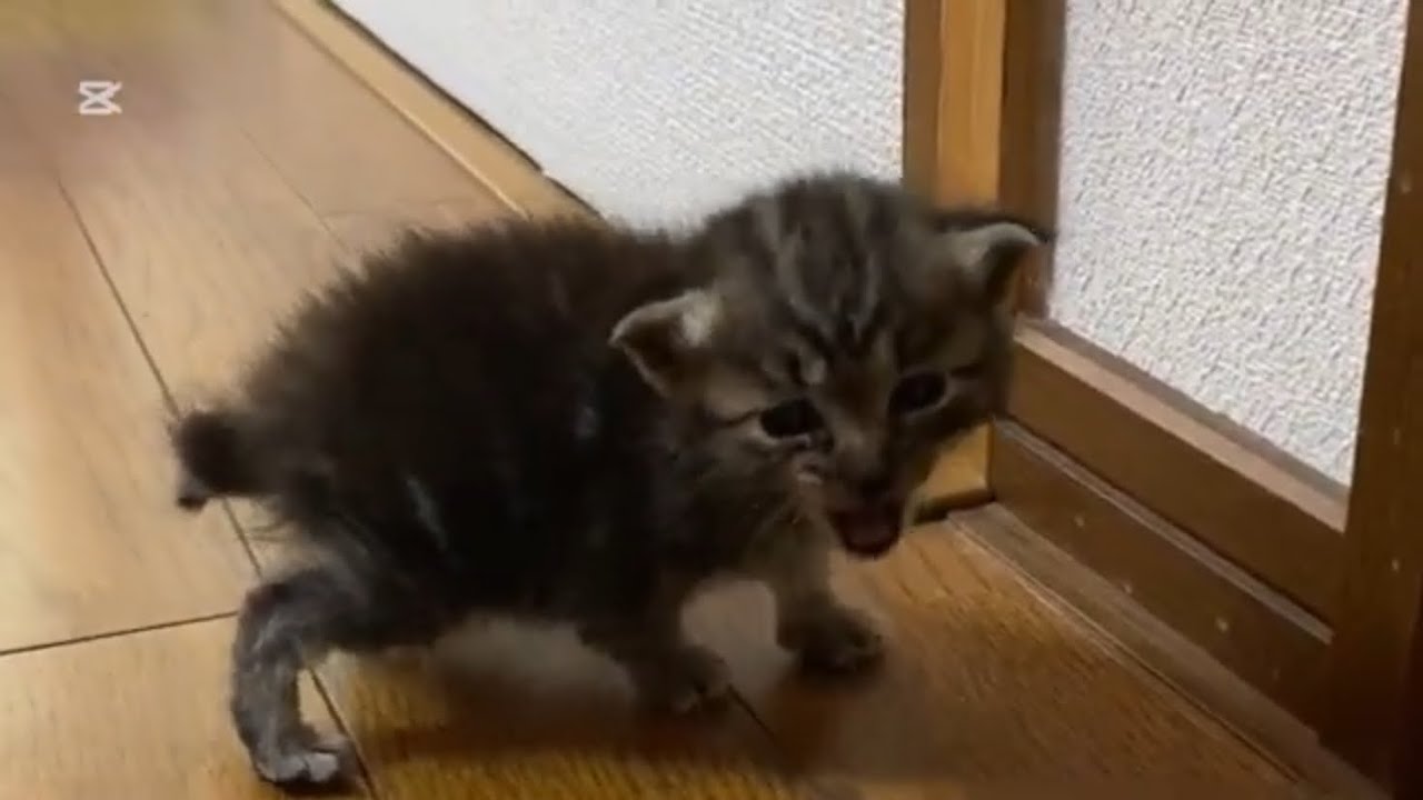 【子猫保護】真夏、炎天下で彷徨っていた子猫を保護しました