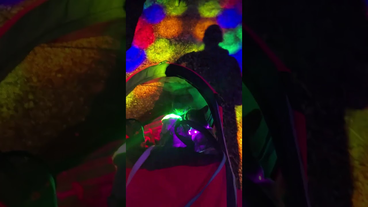 Adventure Cats in a magical forest #shortvideo #shorts #cats #tripout  #viral