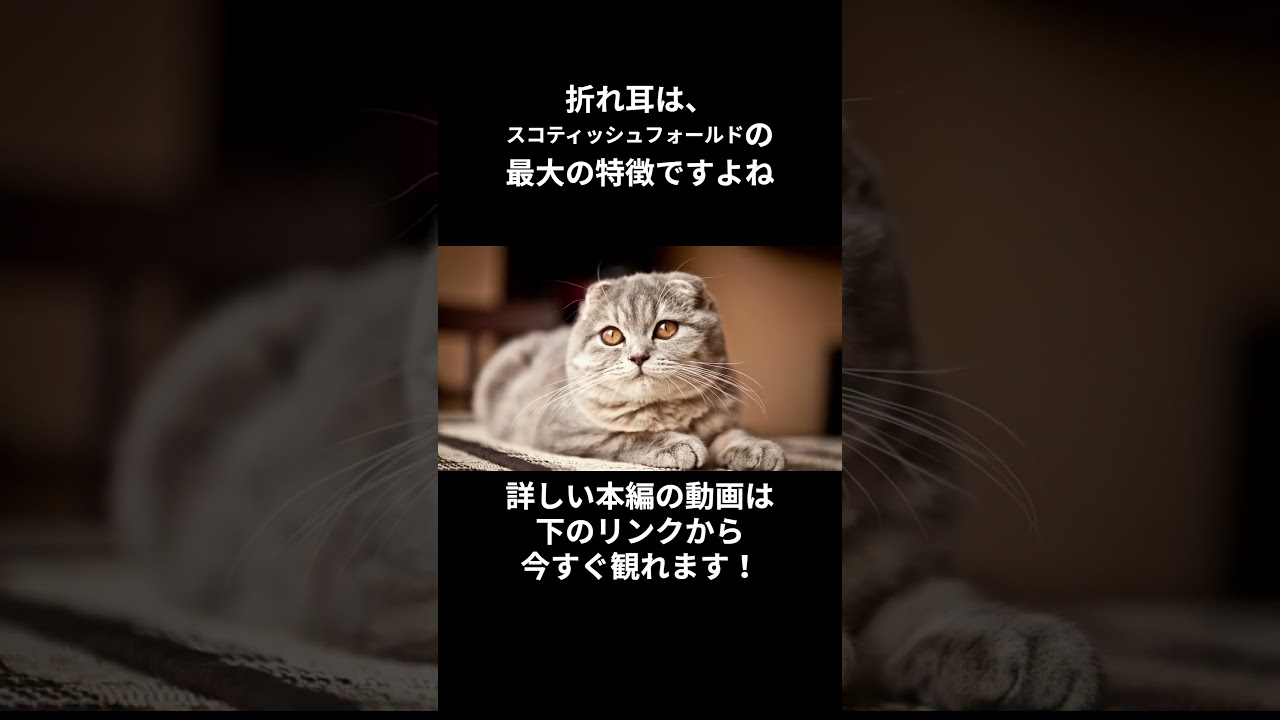 もっと知りたい！スコティッシュフォールド #shorts #shortvideo #short #cat #animals #猫 #ねこ #雑学 #スコティッシュフォールド #猫のいる暮らし