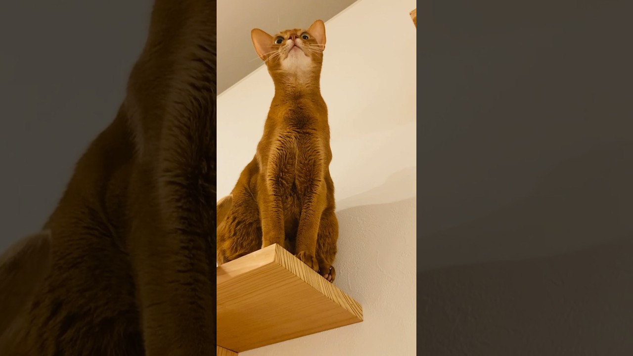 ちょっと高いところ#猫#こころ＃いぶりん#アビシニアン#レッド#フォーン#キャットフォーク#catwalk#cat#abyssinian#red#fawn