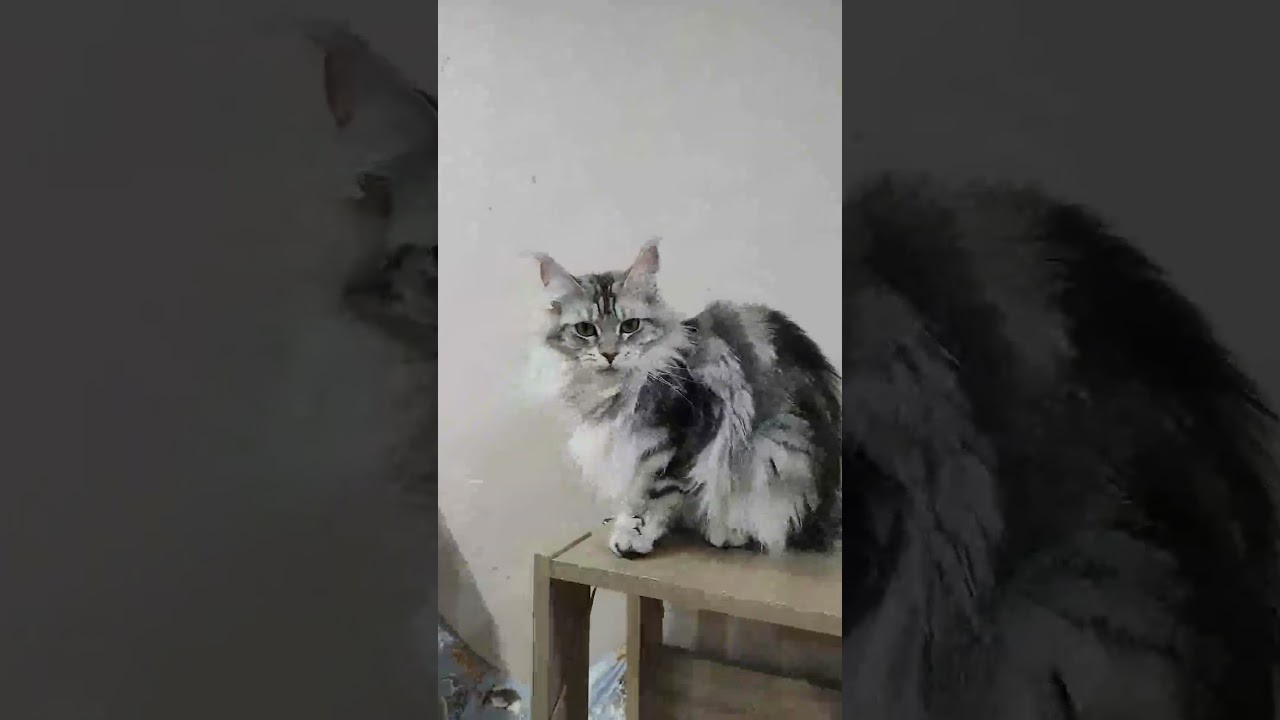 シルバーのメインクーンゴージャスなモニカさん♥＃東京＃メインクーン＃ブリーダー＃オノクーン