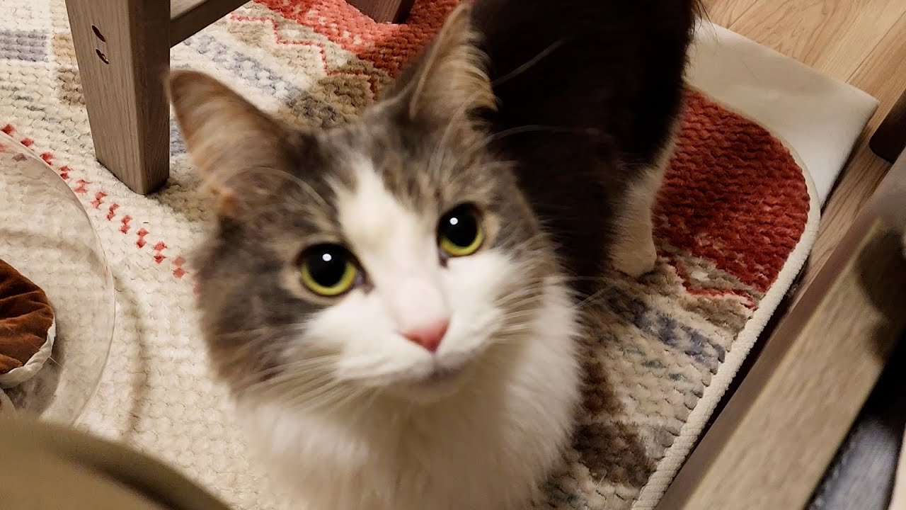 飼い主をやたらじっと見つめる美猫ノルウェージャン