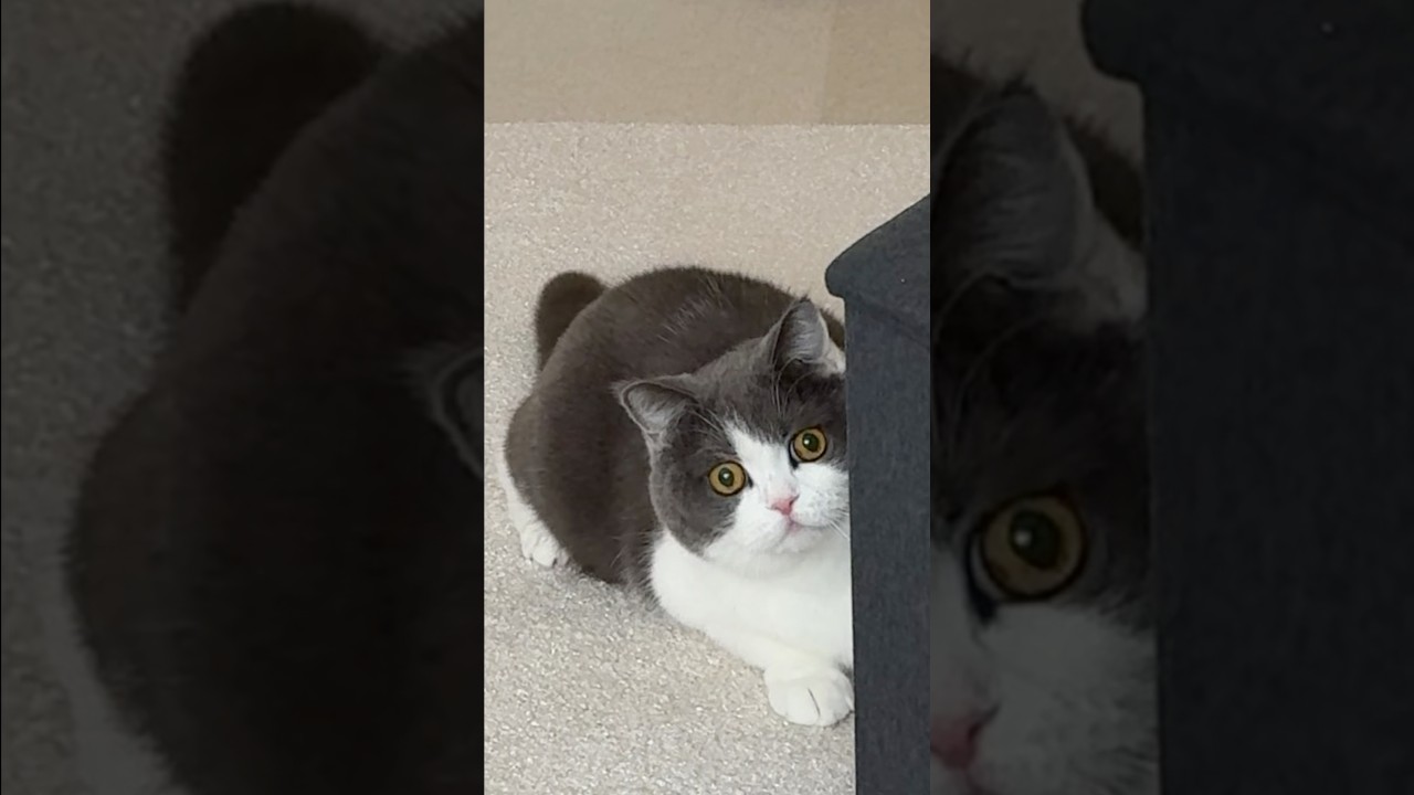 まるい体が見えてるよ😂　#cat #猫 #ネコ #ねこ #cute #catlover