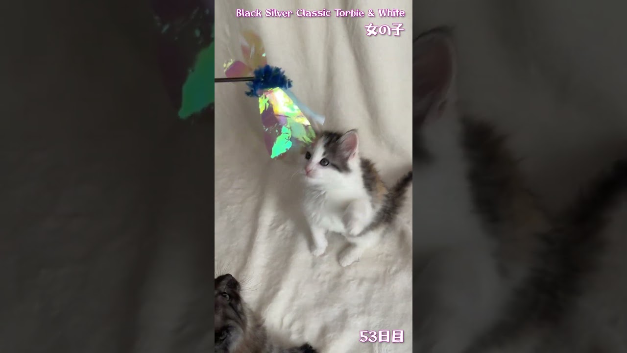 クルルの子猫 セリカ 53日目 #ノルウェージャンフォレストキャット #shorts #kitten #cat