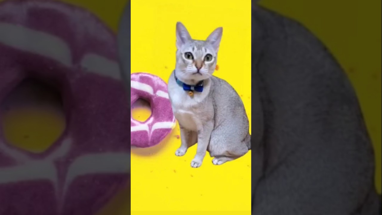 我が家のアイドルSinger紬ちゃん😽🎶#short #歌う猫#シンガプーラ #cute
