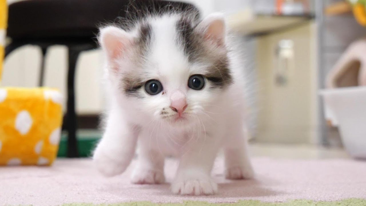 ミルク、ミルクと鳴く子猫がかわいいおねだりをしてくる。【赤ちゃん猫　保護猫】