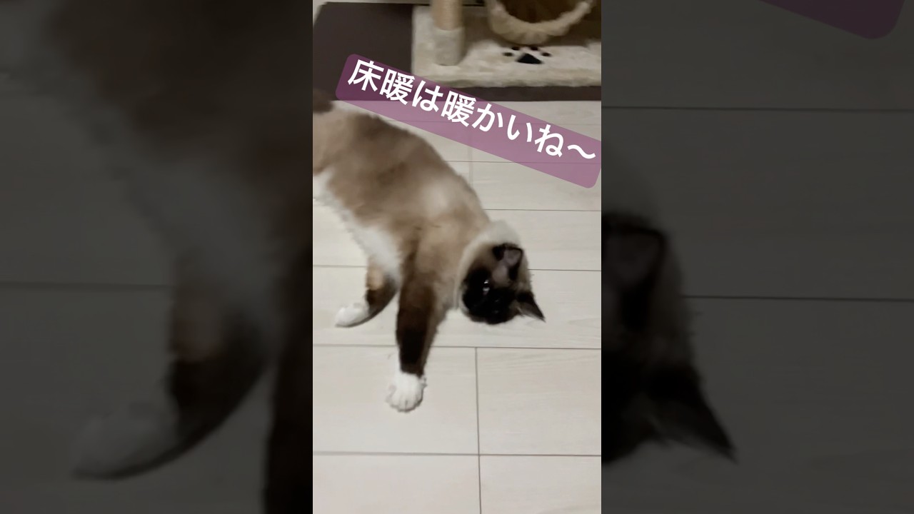床暖房が暖かくて床が好きなラグドールのたぬきみたいな猫 #ラグドール #ragdoll #shorts #猫のいる暮らし #ラグドール子猫 #ragdolls #ragdollkittens