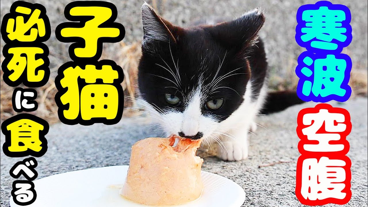 ありがとう 子猫とたくさんの成猫たちにご飯をあげると・・・ さくらねこたちへ給餌 視聴者様 猫たちの開運上昇 道開き オンライン参拝