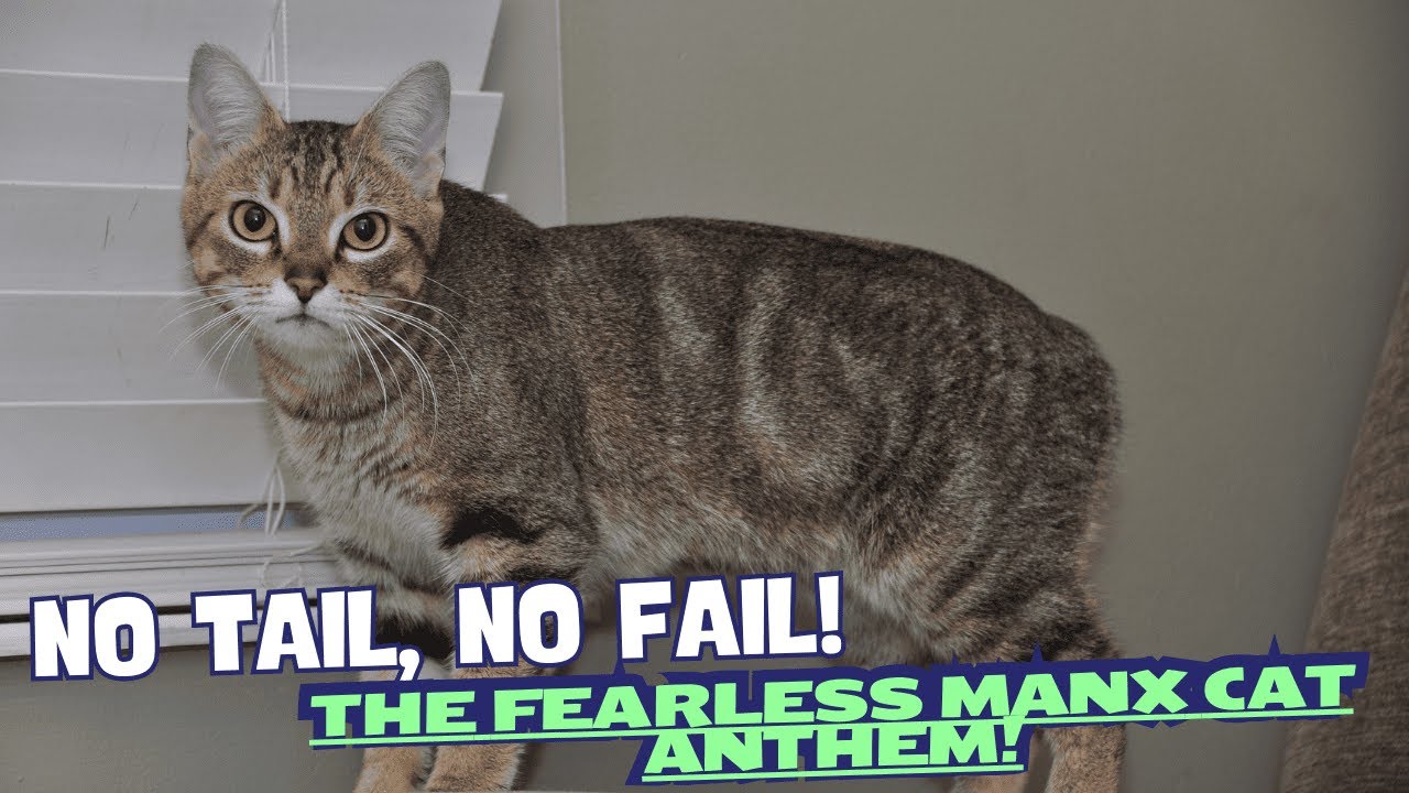 "No Tail, No Fail" – The Fearless Manx Cat Anthem! 🎵🐱