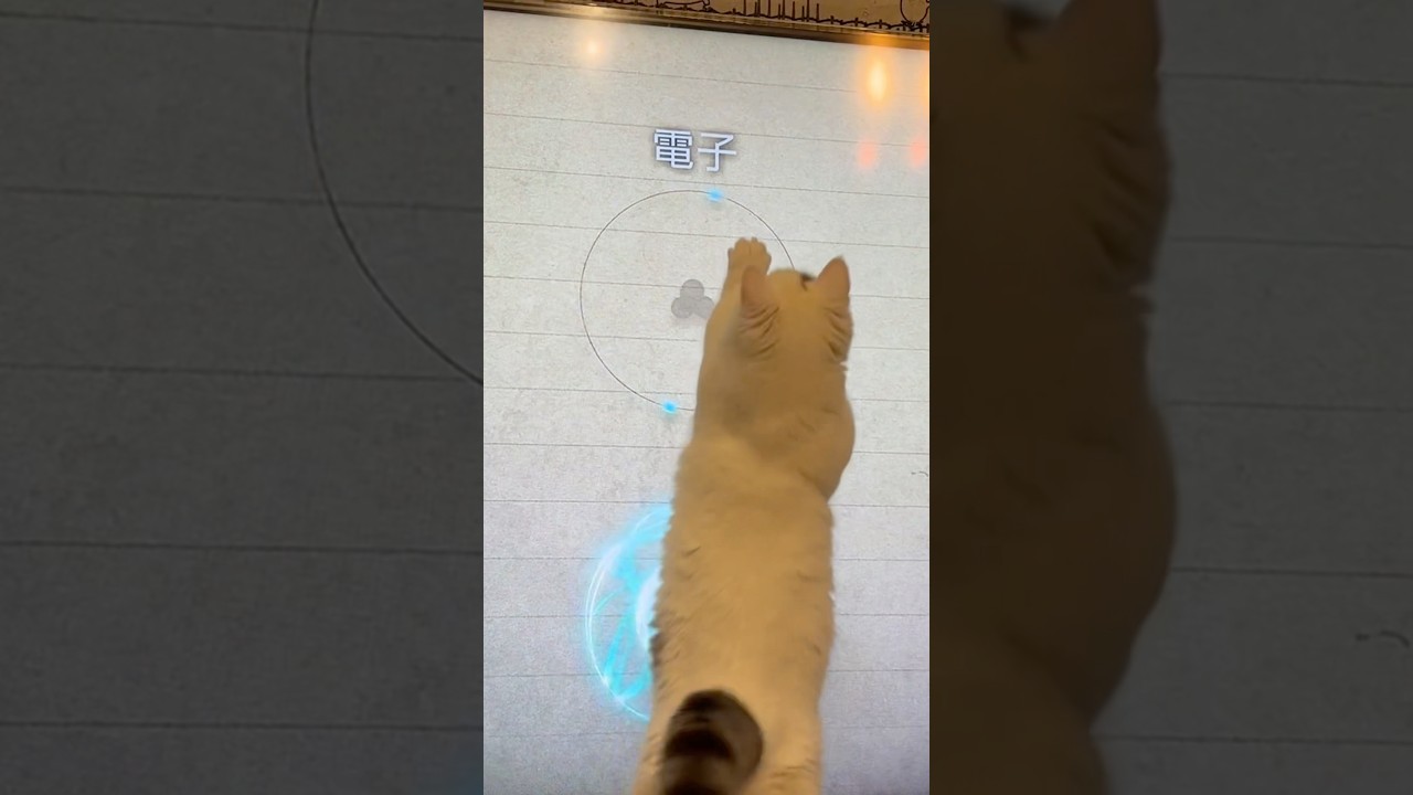 マンチカン | 量子を捕まえようとする猫 [Munchkin]