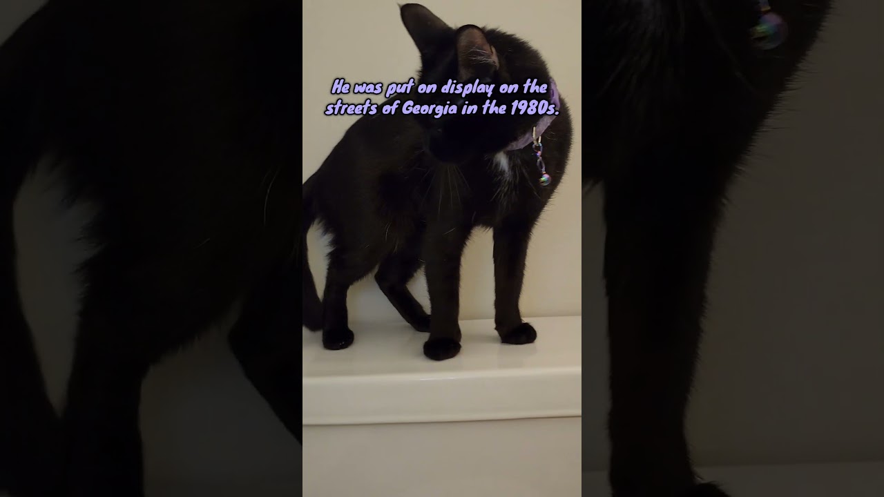 Cat Fact of the Day No.332 feat. Hope & Zoey! #cat #education #learning #blackcat